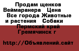 Продам щенков Веймаранера › Цена ­ 30 - Все города Животные и растения » Собаки   . Пермский край,Гремячинск г.